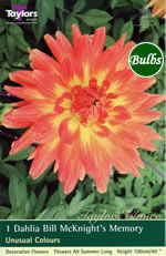 Dahlia Bulbs - Bill McKnights Memory