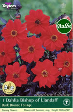 Bishop of Llandaff-Dark Bronze Foliage Dahlia Tuber