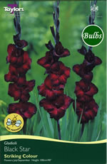 Black Star-Large Flowering Gladioli Bulb