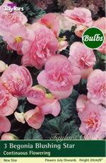 Blushing Star-Fiesta Begonia Bulb