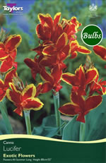 Lucifer - Canna Bulb