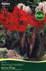 Red King Humbert- Canna Bulb