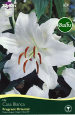 Casa Blanca -Oriental Lily Bulb