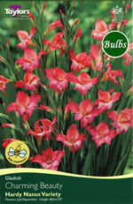 Charming Beauty-Nanus Gladioli Bulb