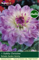 Christine-Decorative Dahlia Tuber