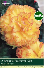 Feathered Sun - Exotic Begonia Bulb