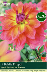 Firepot-Special Dahlia Tuber