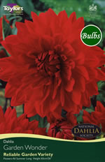 Garden Wonder-Exhibition Dahlia Tuber