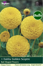 Golden Sceptre-Pompom and Ball Dahlia Tuber