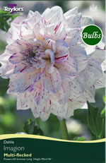 Imagion -Special Dahlia Tuber