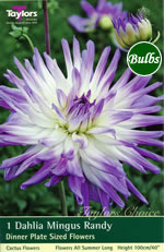 Mingus Randy-Special Dahlia Tuber