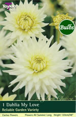 My Love-Cactus Dahlia Tuber