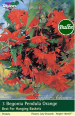 Orange Pendula Begonia Bulb