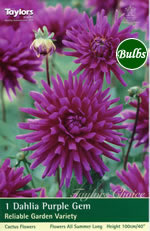 Purple Gem-Cactus Dahlia Tuber