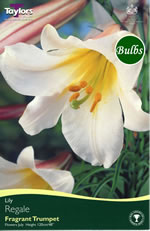 Regale -Trumpet Lily Bulb