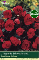 Schweizerland -Exotic Begonia Bulb