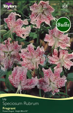 Speciosum Rubrum-Species and Tigrium Hybrid Lily Bulb