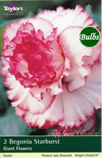 Starburst -Exotic Begonia Bulb