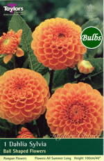 Sylvia-Pompom and Ball Dahlia Tuber