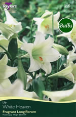 White Heaven-Exotic Lily Bulb