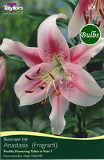 Anastasia Skyscraper Lily Bulb