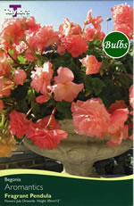 Aromantics Exotic Begonia Bulb
