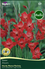 Atom Gladioli Bulbs