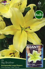 Big Brother Oriental Lily Bulb
