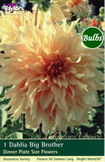 Big Brother Dahlia Bulbs
