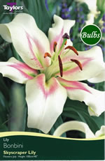 Bonbini Oriental Trumpet Lily Bulb