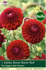 Boom Boom Red  Dahlia Tuber