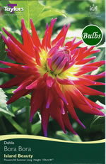 Bora Bora - Pot Dahlia