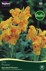 Picasso- Canna Bulb