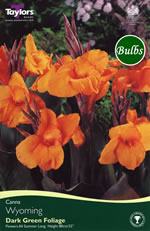 Wyoming- Canna Bulb