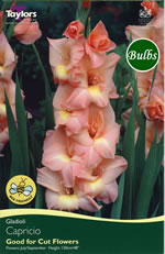 Capricio Gladioli Bulbs