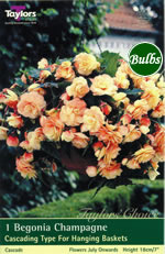 Champagne-Exotic Begonia Bulb