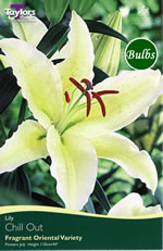 Chill Out Lily Bulb