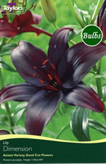 Dimension Asiatic Lily Bulb
