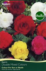 Mixed Double Begonia Bulb
