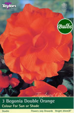 Orange Double Begonia Bulb