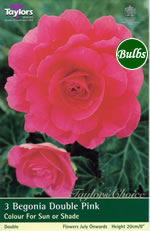 Pink Double Begonia Bulb