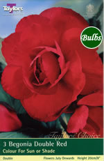 Red Double Begonia Bulb