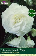 White Double Begonia Bulb