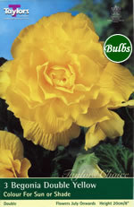 Yellow Double Begonia Bulb