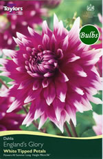 Englands Glory Dahlia Tubers