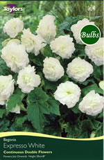 Expresso White Exotic Begonia Bulb