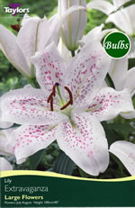 Extravaganza Oriental Lily Bulb