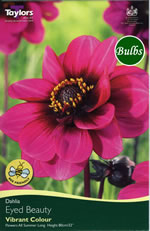 Eyed Beauty - Collerette  Dahlia