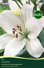 Eyeliner Asiatic Lily Bulb