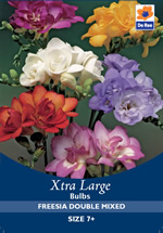 Freesia Double Mixed Xtra Large  Bulbs